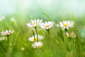 Фотообои Цветочки в траве