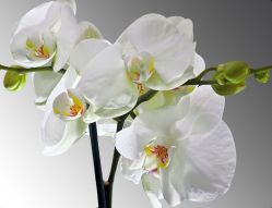Фреска Ветка белой орхидеи