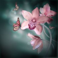 Фреска Бабочка на розовой орхидее