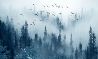 Фреска Лес в тумане