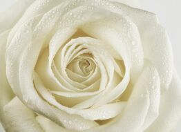 Фреска Большая белая роза