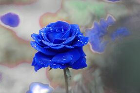 Фотообои Большая синяя роза с росой на лепестках