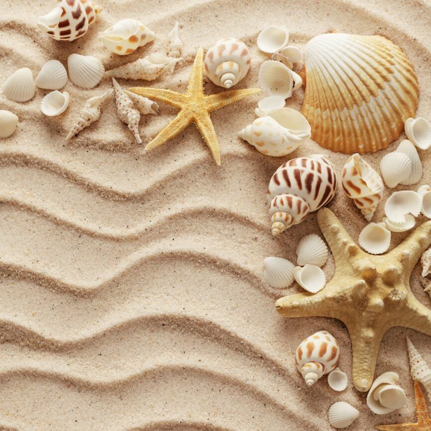 Картина на холсте морской песок и ракушки, арт hd1325401