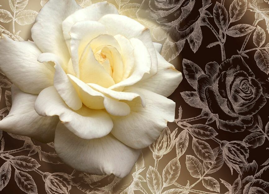 Картина на холсте 3д Белая роза, арт hd1515601