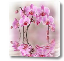 Картина Нежная орхидея на воде