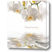 Картина Белая орхидея над водой