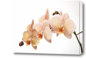 Картина Ветка орхидеи