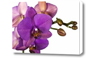 Картина Фиолетовая орхидея