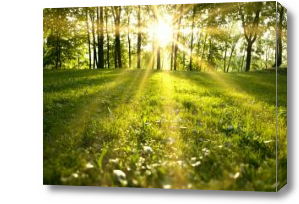 Картина Солнечный свет в лесу летом