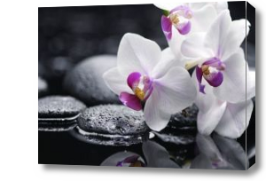 Картина Орхидеи у черных камней у воды