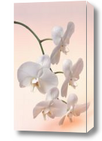 Картина белая орхидея