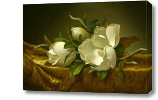 Картина Крупные белые цветы