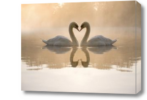 Картина Пара лебедей на воде